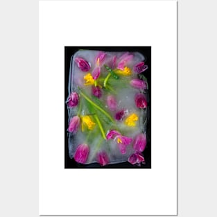 Ice Cold Tulips Posters and Art